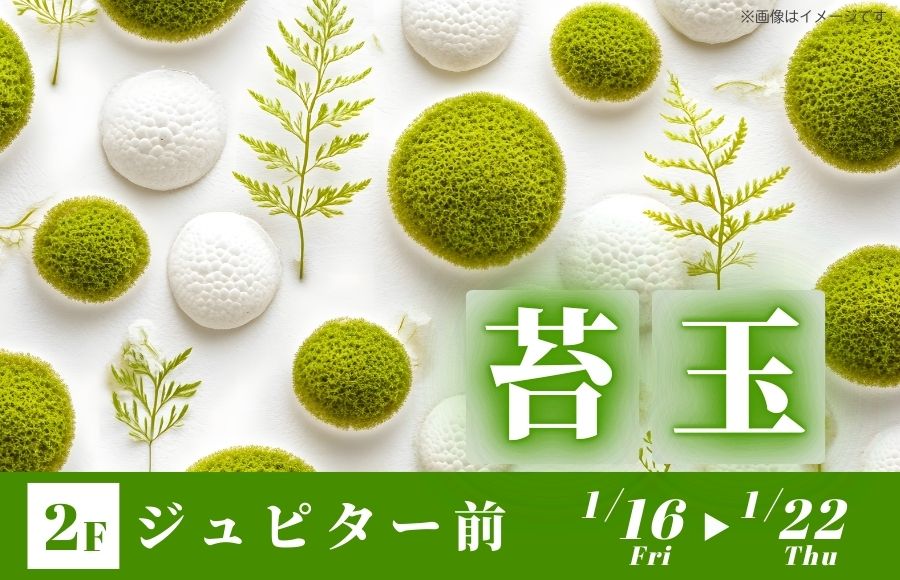 苔玉